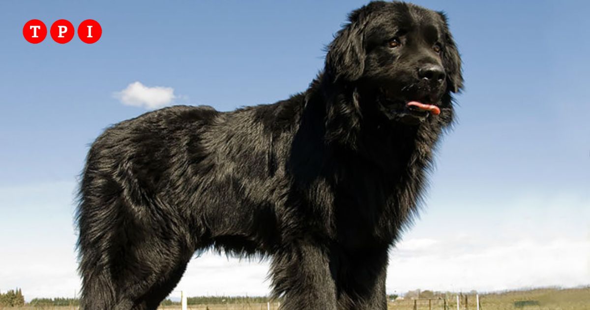 Bimbo di un anno e mezzo attaccato dal cane dello zio è grave