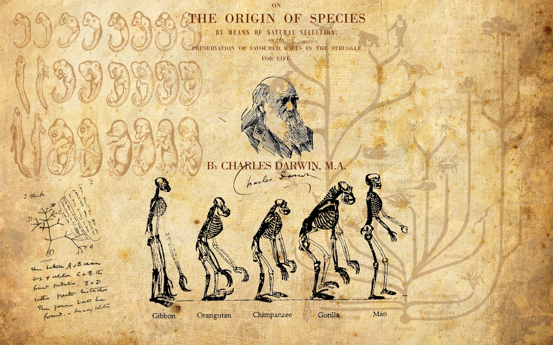 The origin of species. Дарвин теория эволюциикнина. Происхождение видов Чарльз Дарвин. Теория эволюции Дарвина книга. Происхождение видов Чарльз Дарвин первое издание.