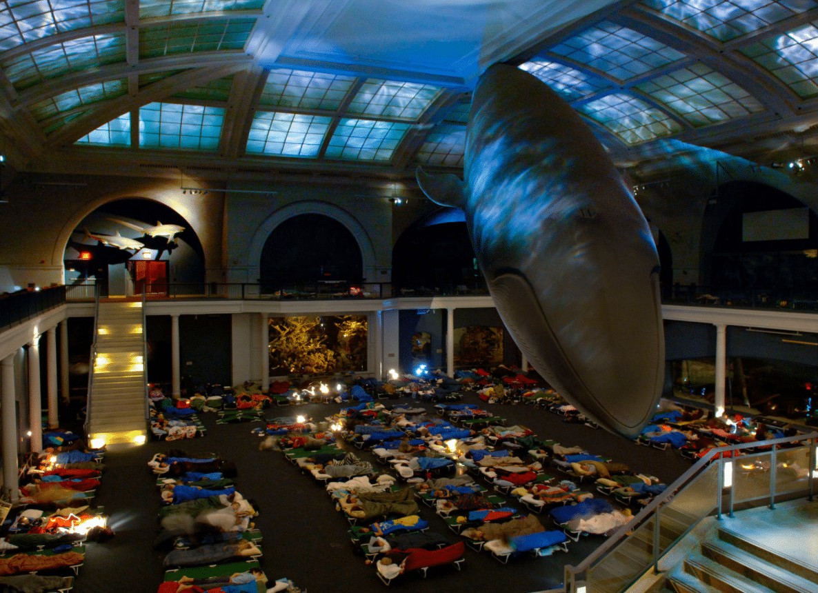 Il museo americano di Storia Naturale permette a giovani visitatori tra i sei e i 13 anni di dormire sotto la famosa balena blu
