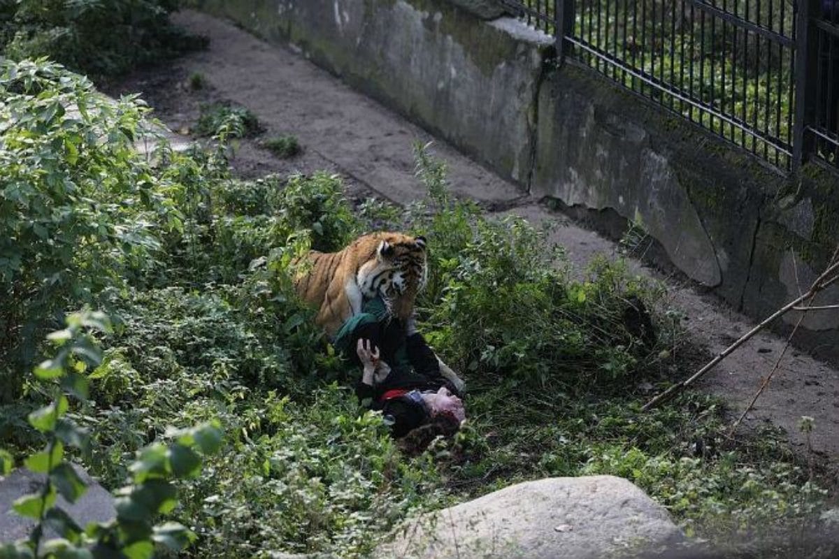 aggressione-tigre-siberiana