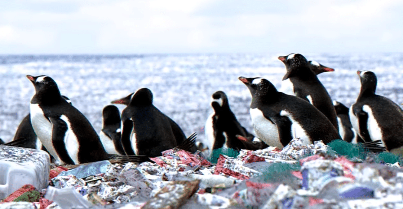 IL WWF ha diffuso in rete un video bufala sui pinguini
