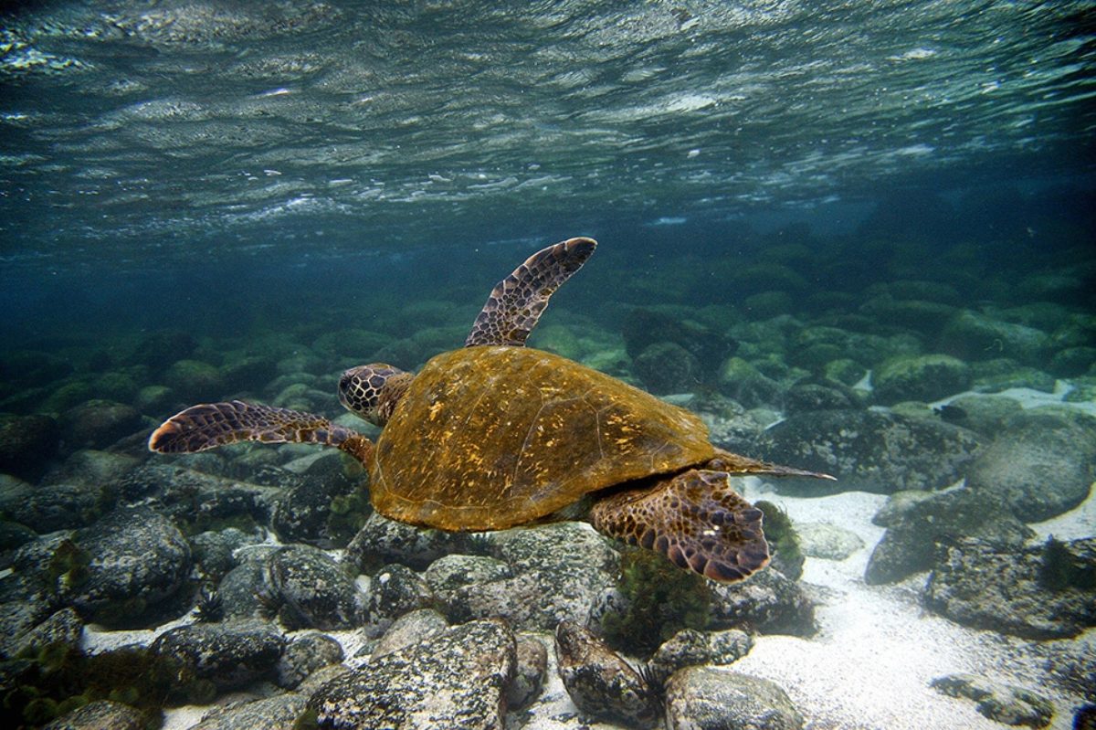 Galapagos assicurazione medica