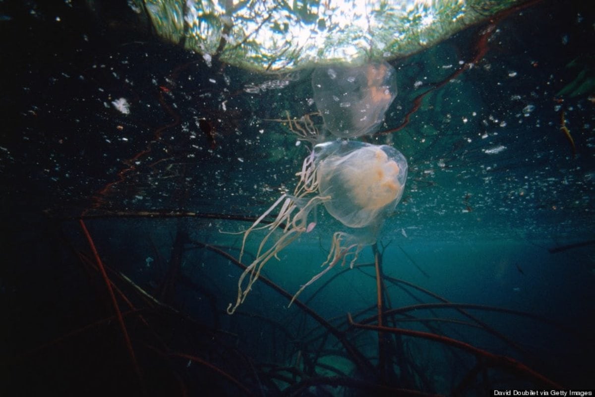 bambina italiana medusa filippine