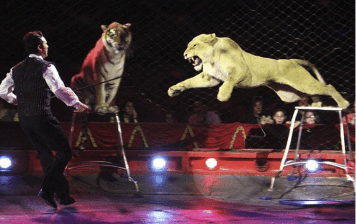 tigri circo orfei dissequestro