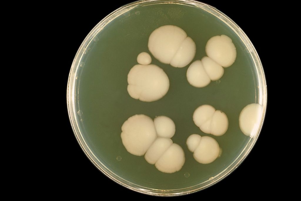 fungo candida auris