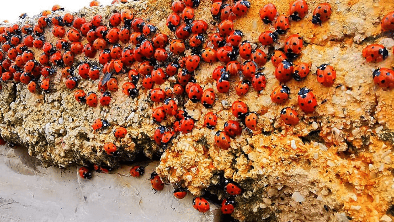 A Barletta un invasione di coccinelle diventata un caso