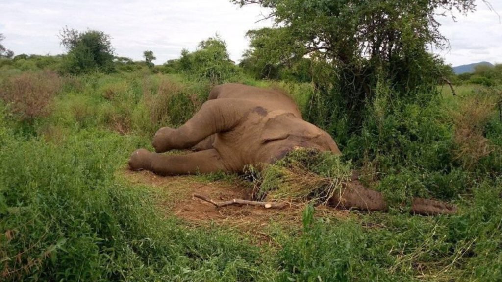 elefanti uccisi