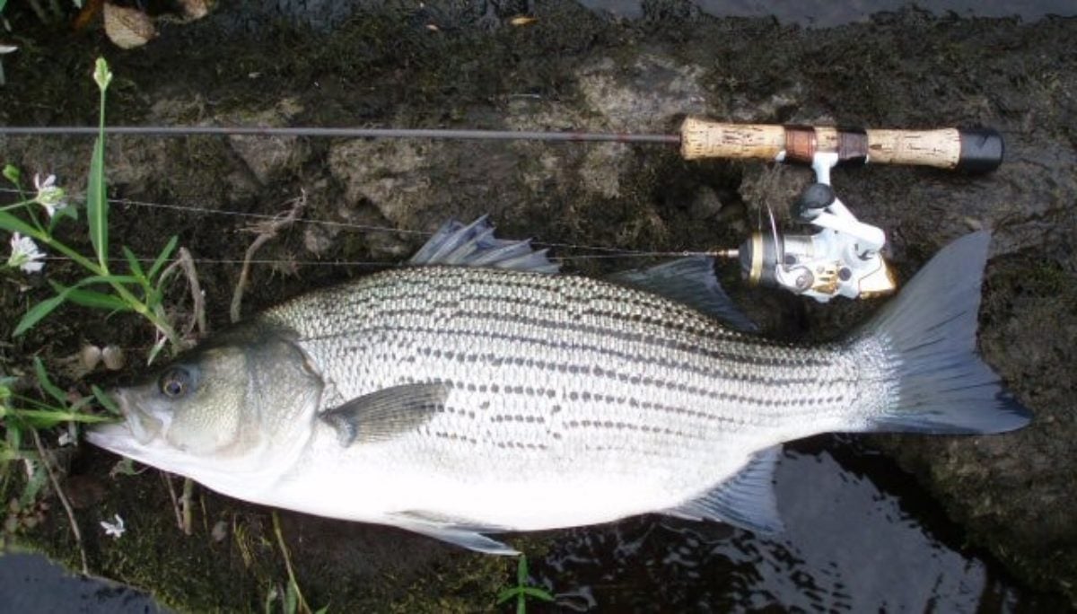 Pesce alieno foce arno