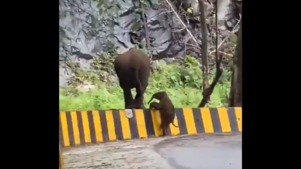 cucciolo elefante