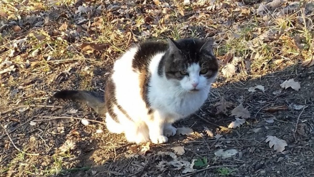 gatta 31 anni sbranata cane