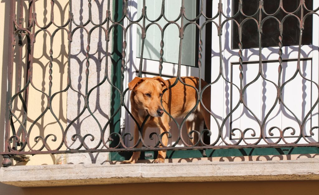 cane terrazzo imperia multa