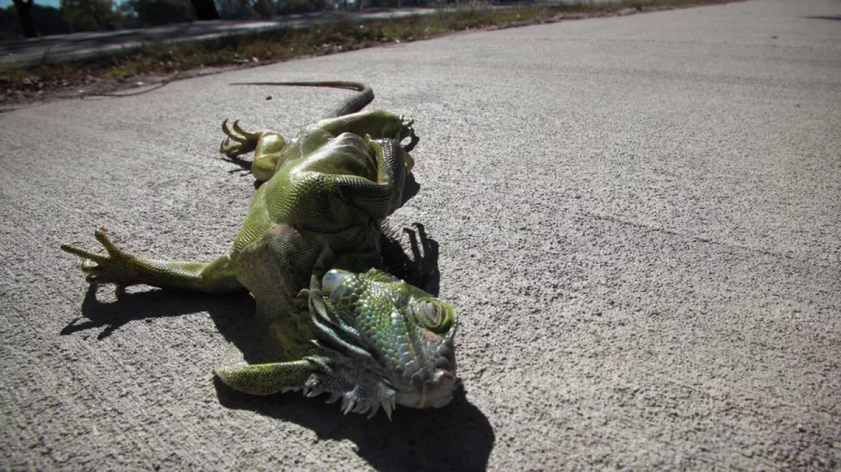 iguane congelate florida