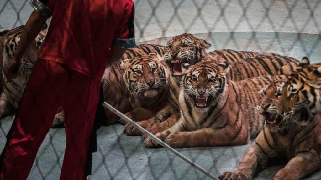 ivan orfei aggredito tigre lecce