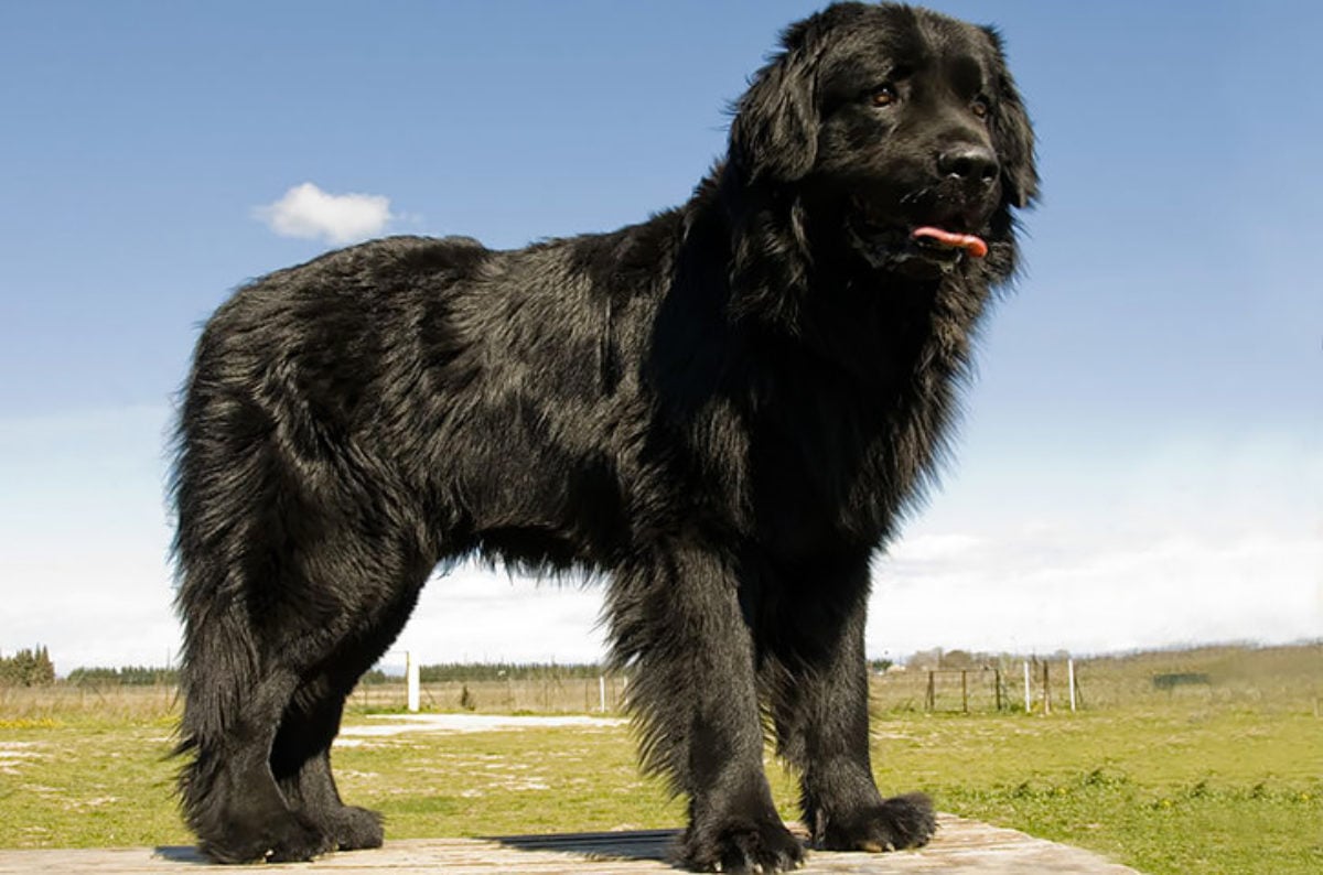 bimbo un anno e mezzo attaccato cane