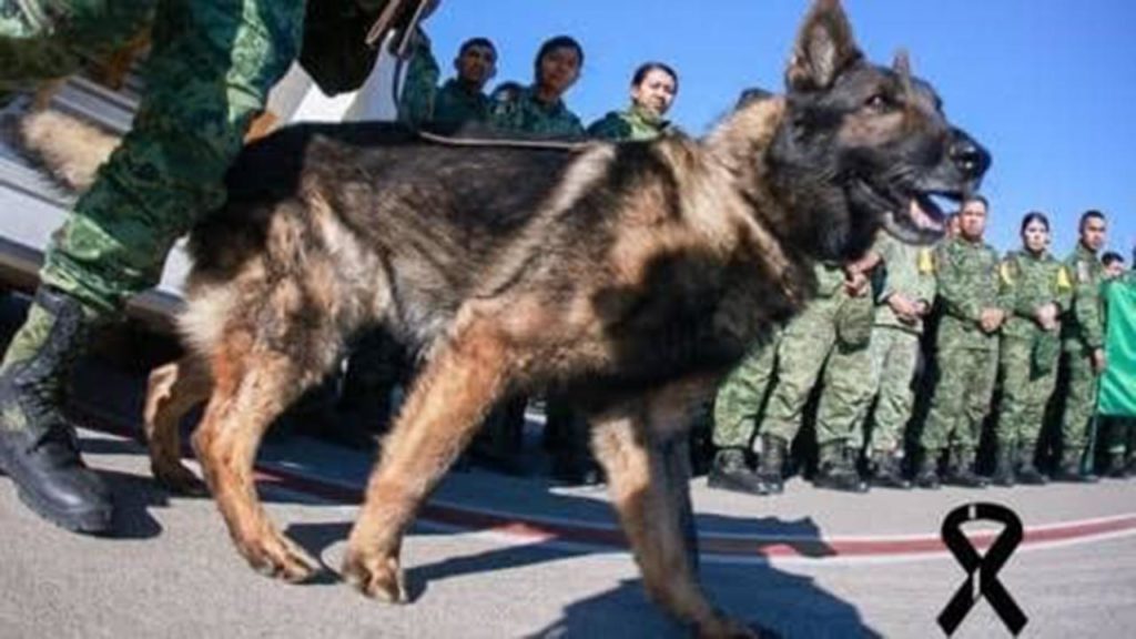 cane soccorso morto terremoto turchia messico