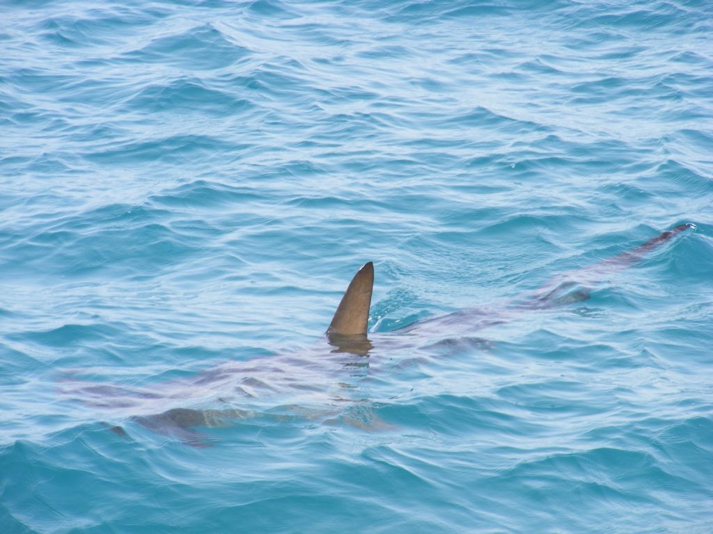 brasile squalo