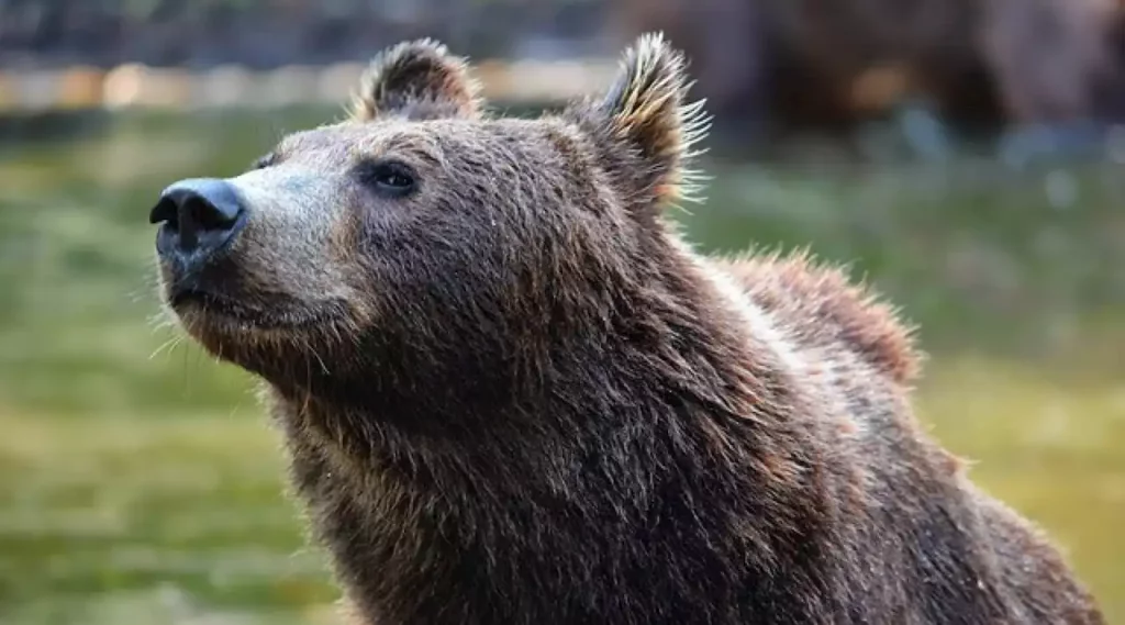 Trentino orso M62 trovato morto Enpa bracconaggio