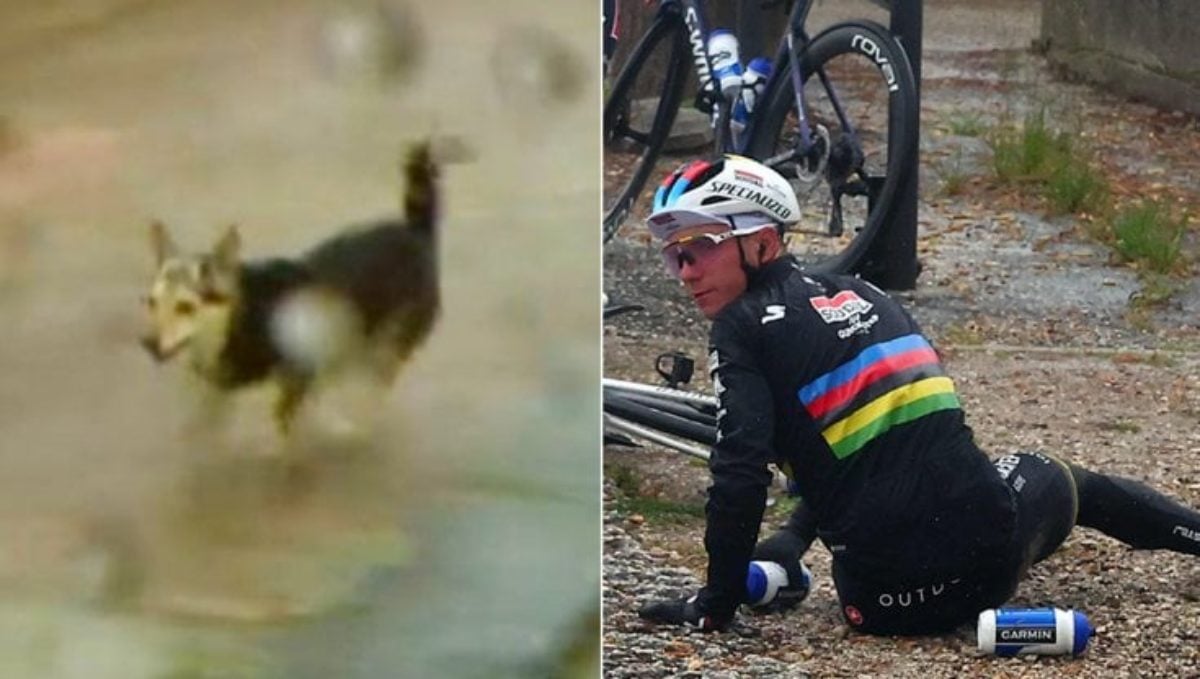 Giro d'Italia 2023 il ds di Evenepoel denuncia Tanti cani randagi al Sud sembra la Colombia