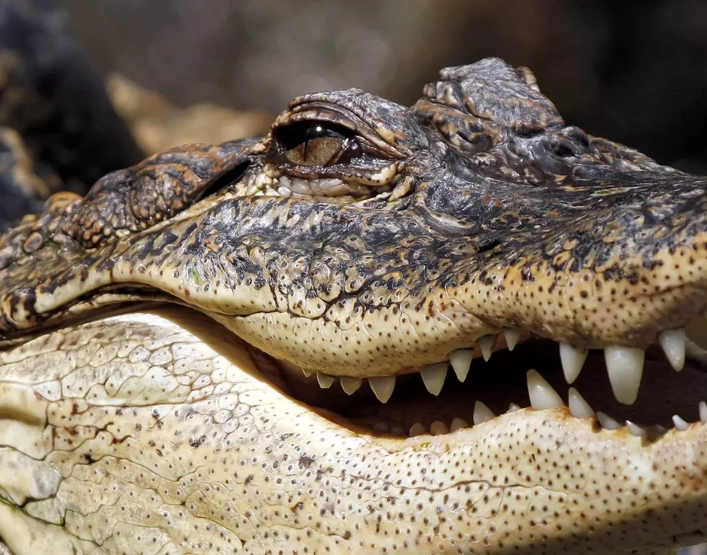 Tenta di spostare un coccodrillo che cova le uova cade nel recinto e muore sbranato