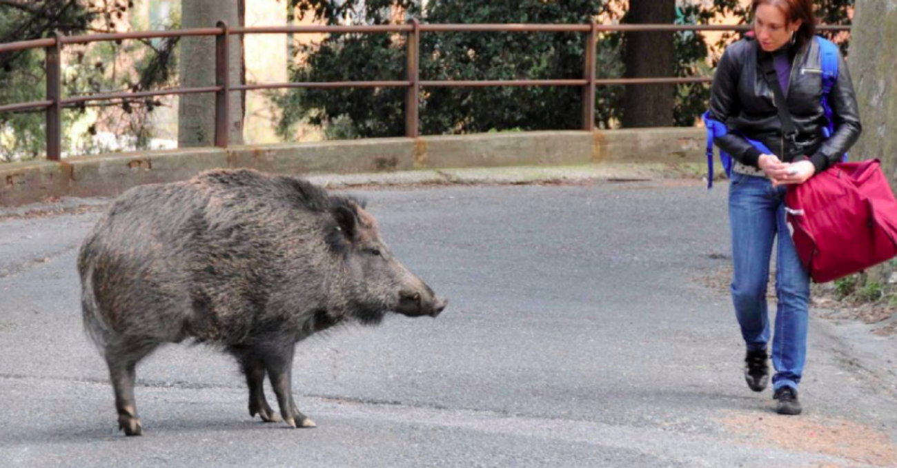 genova donna cinghiale