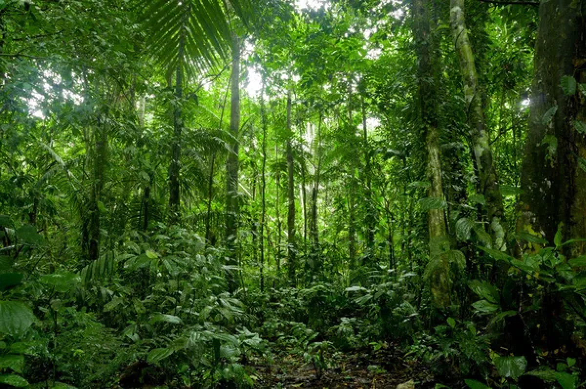 Brasile: salvato turista italiano disperso in Amazzonia