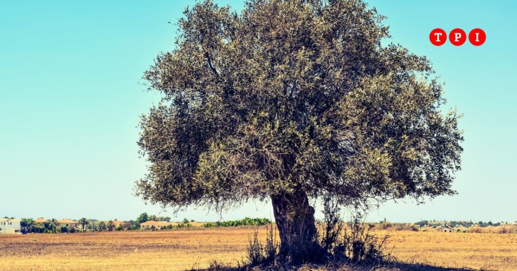 xylella