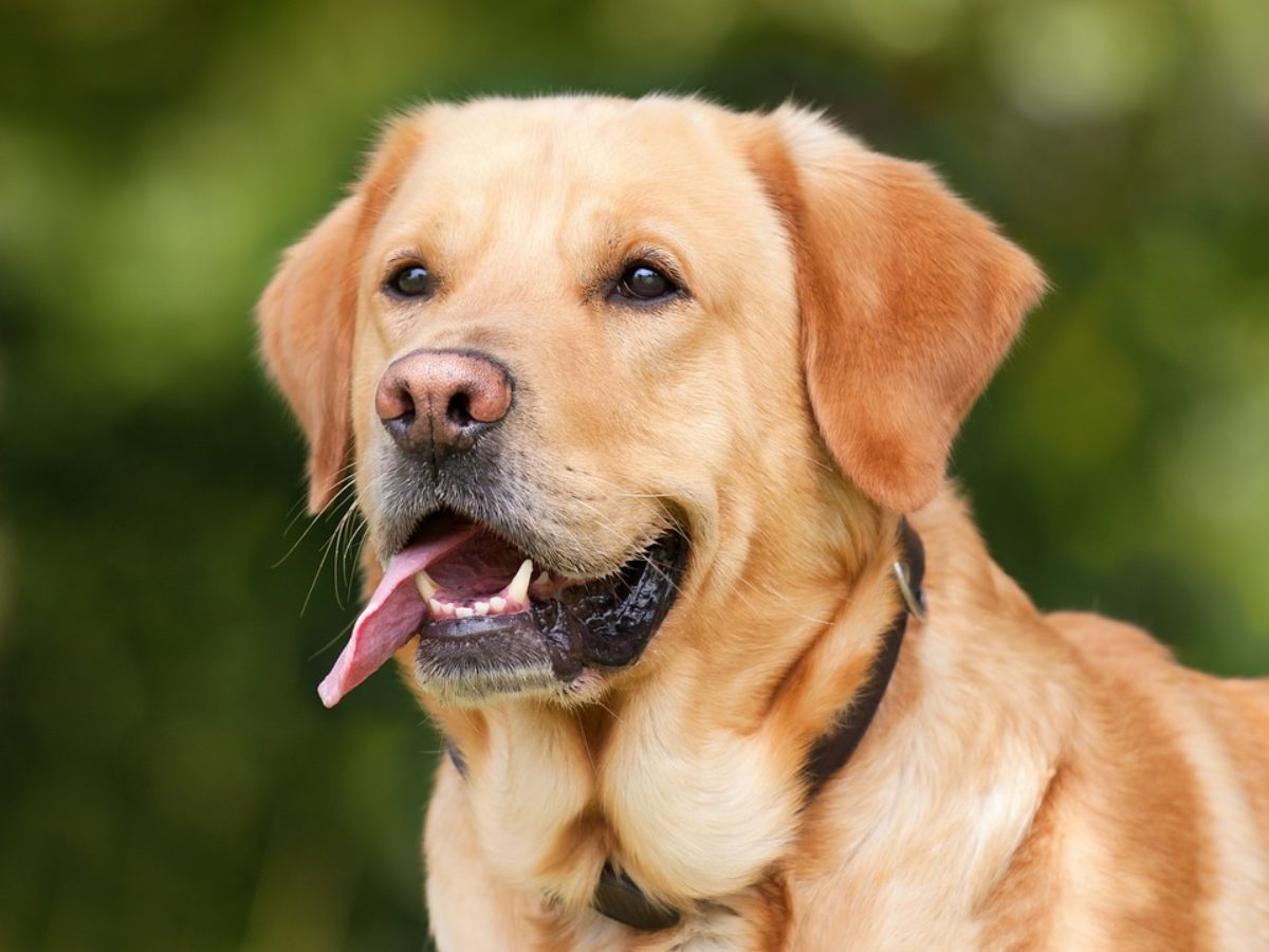 Lecce, cane incatenato sul balcone muore impiccato tentando di liberarsi