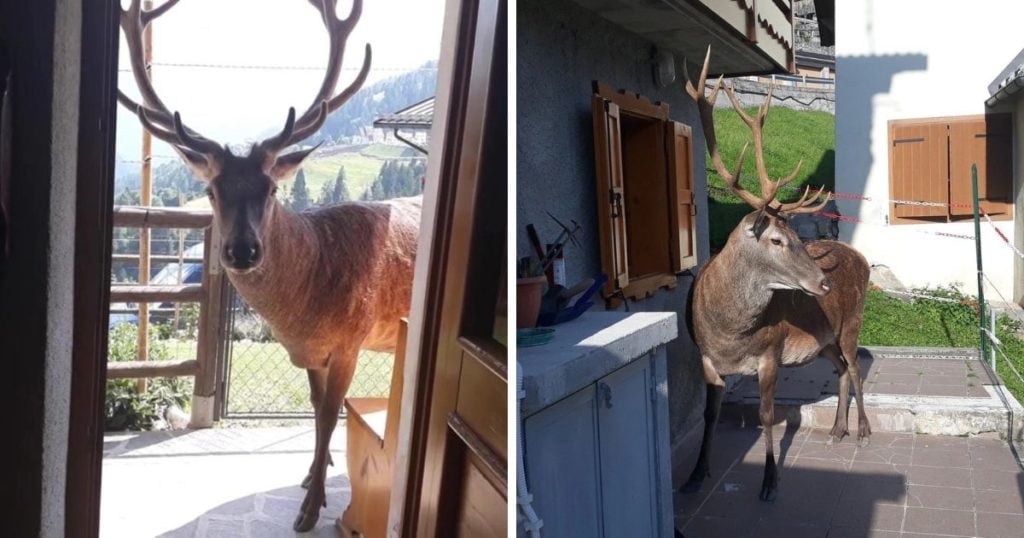 cervo ucciso