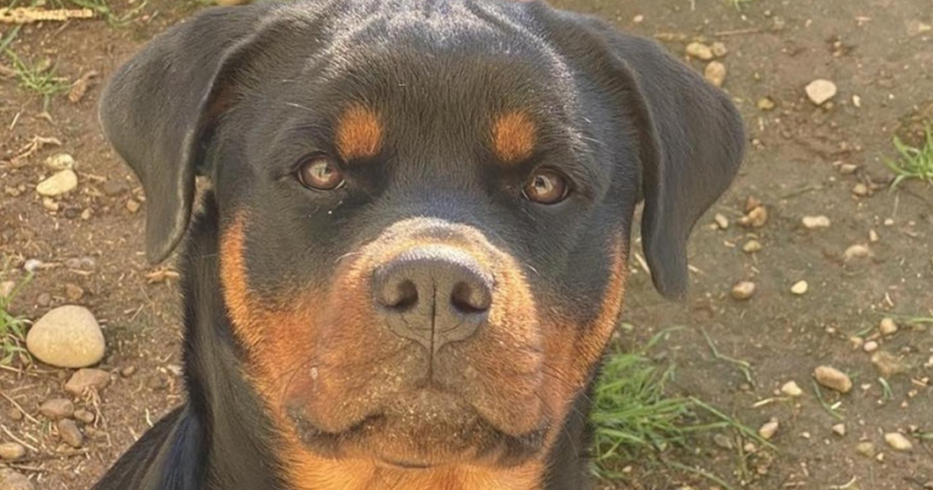 Cacciatore rottweiler