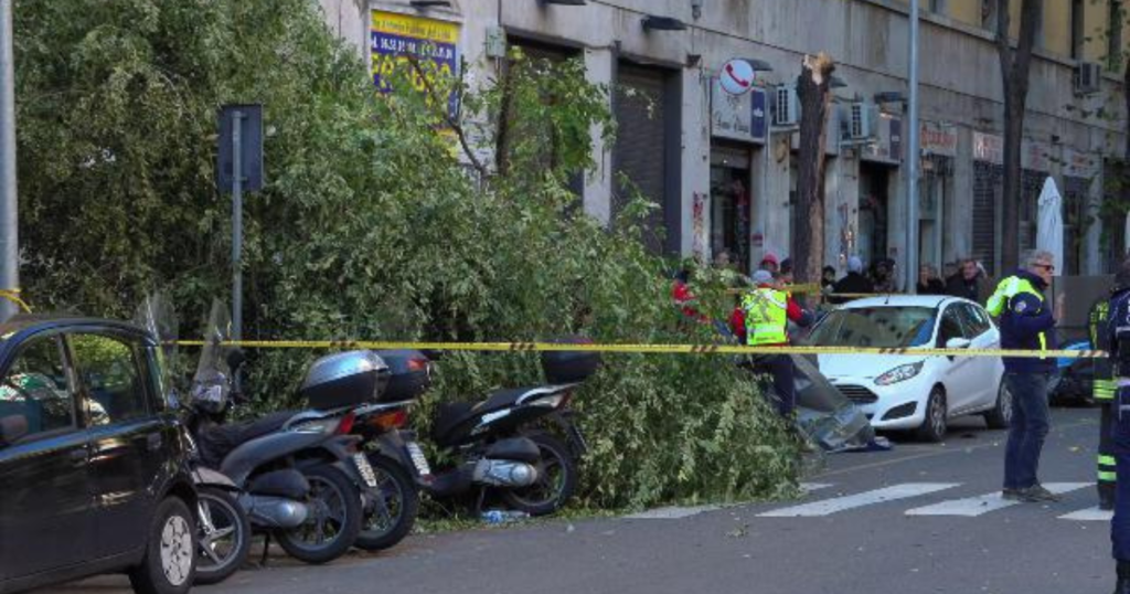 albero donna uccisa