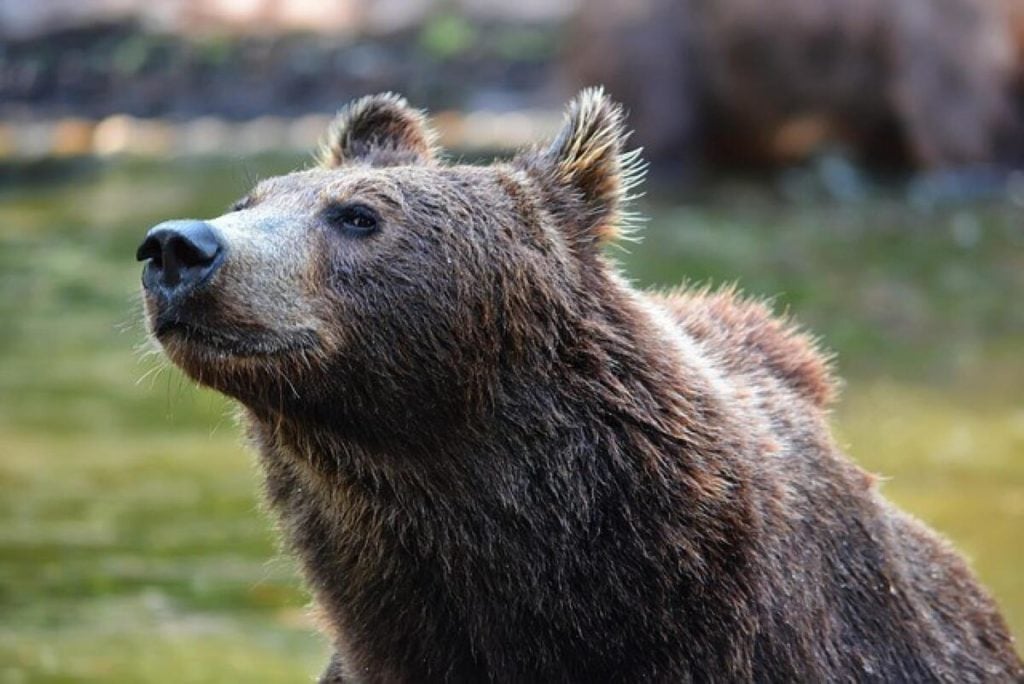 La triste storia dell'orso Baloo costretto a bere alcolici per divertire i turisti