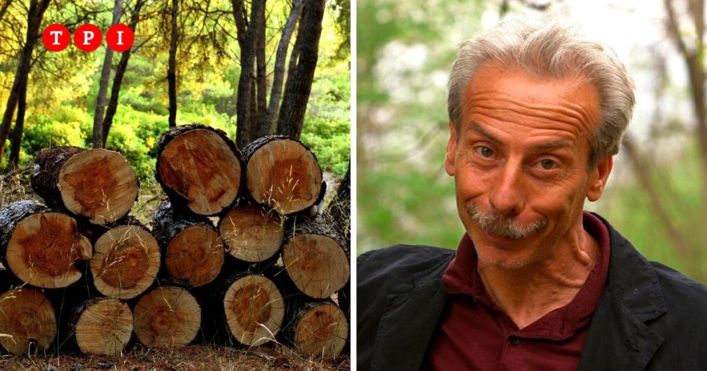 Giovanni Storti contro Fratelli d'Italia FdI abbattere alberi senza autorizzazione per rilanciare industria legno