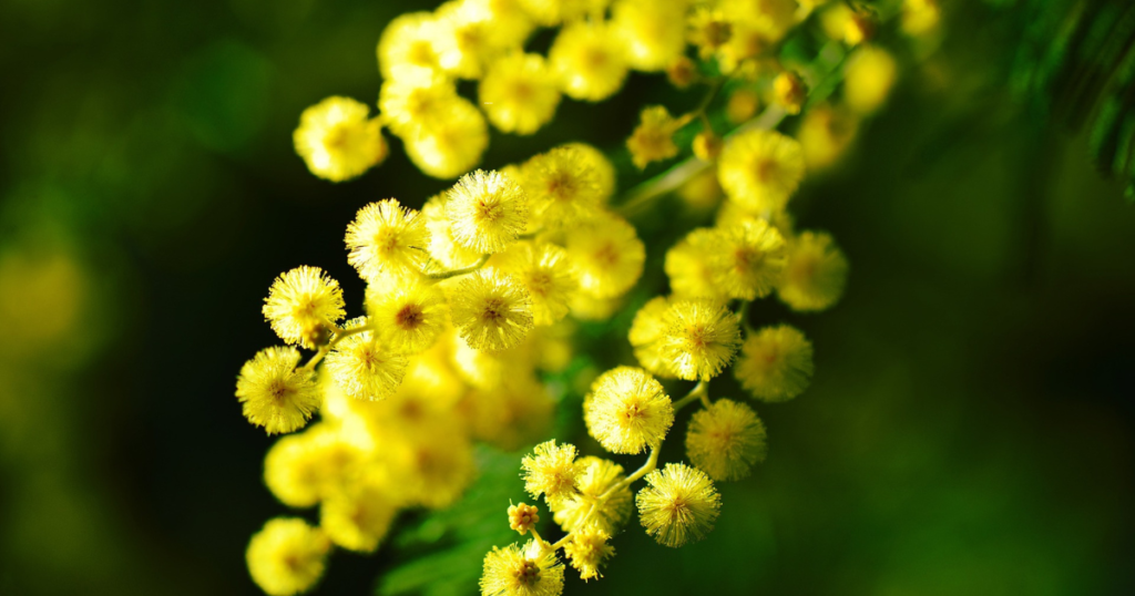 mimose caldo