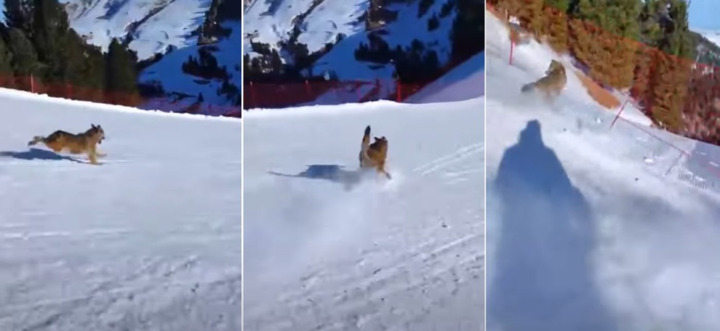 Val di Fiemme, insegue un lupo per un video: l'animale impaurito si schianta contro le barriere di sicurezza