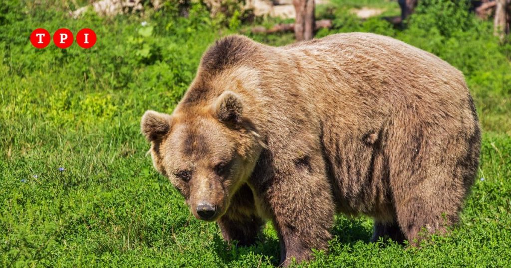 Orsi Trentino legge abbattimento