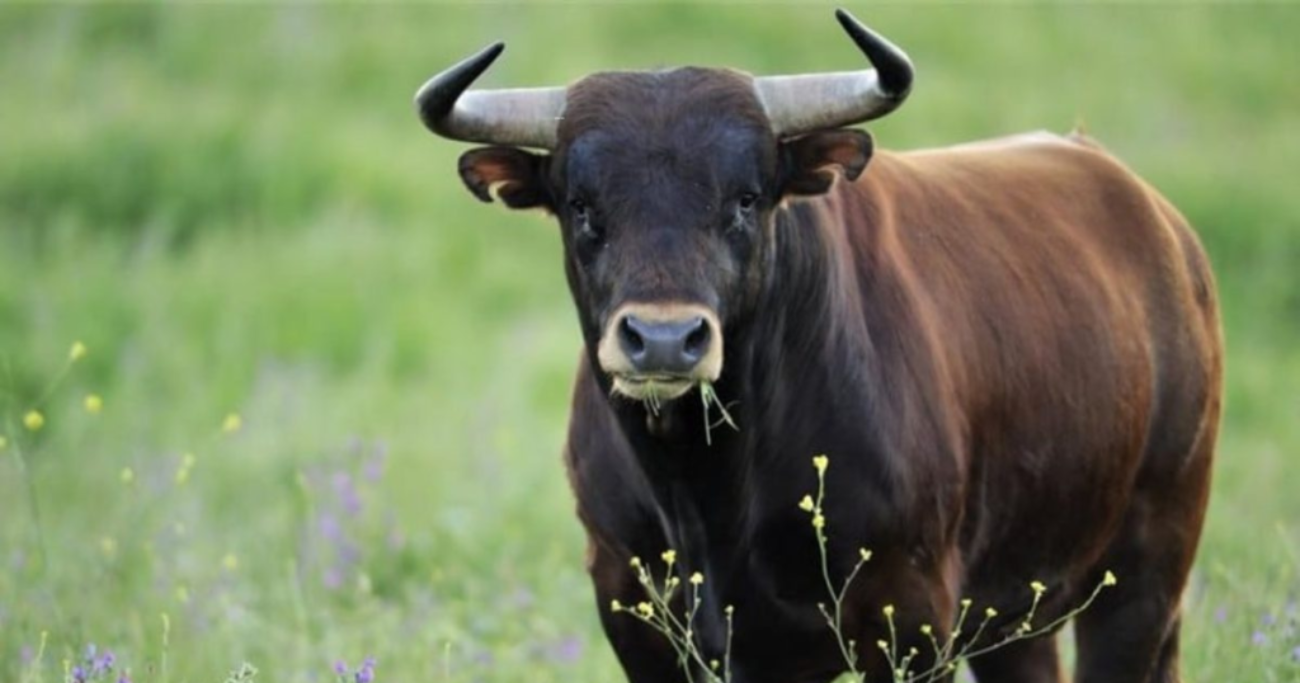 Avellino, incornato da un toro: allevatore ricoverato in codice rosso