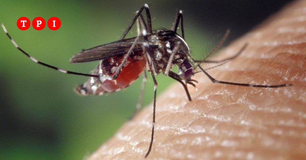ecdc aumentano casi febbre dengue malattie legate zanzare europa