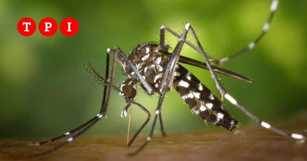 iss casi virus dengue italia importati estero