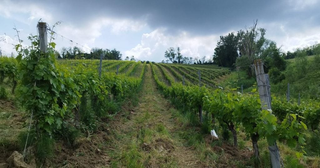 Agricoltore romagnolo chiede 30mila euro di rimborsi per i danni dell’alluvione: il governo gliene dà 14