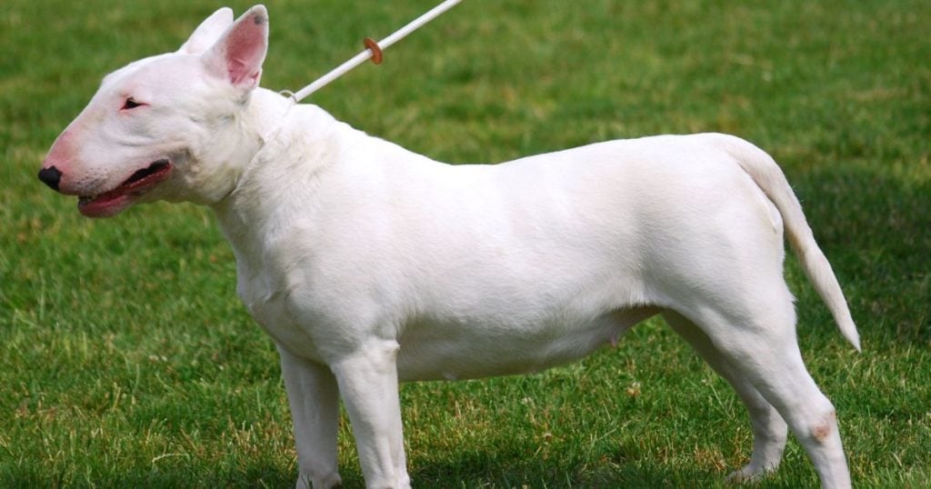 Varese, bambina di 10 anni azzannata dal cane di famiglia: il padre lo accoltella. La piccola è grave