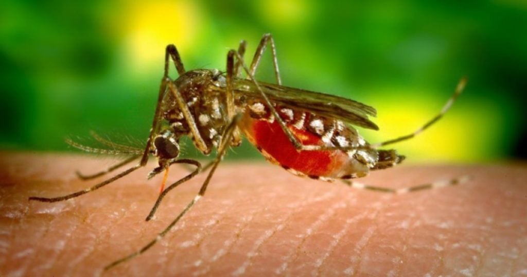 Il focolaio di Dengue si allarga e arriva in Toscana: “Altro che influenza, servono misure urgentissime”