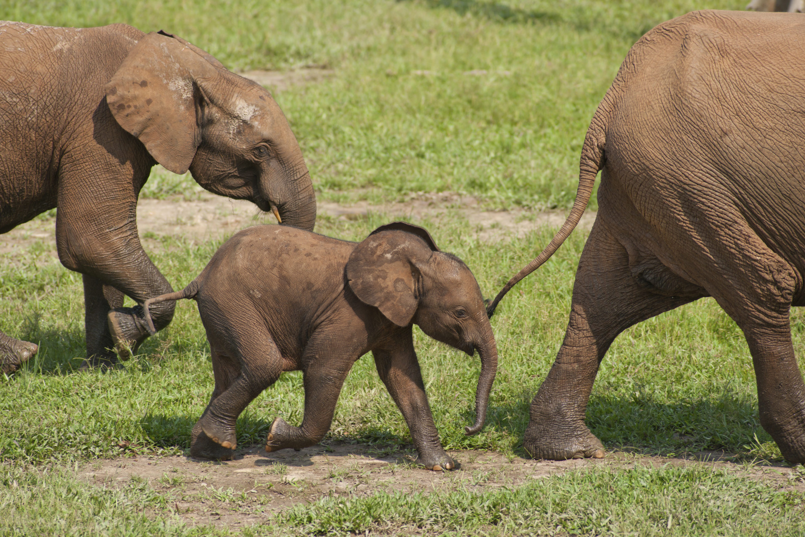 Credit: naturepl.com-Bruce Davidson - WWF