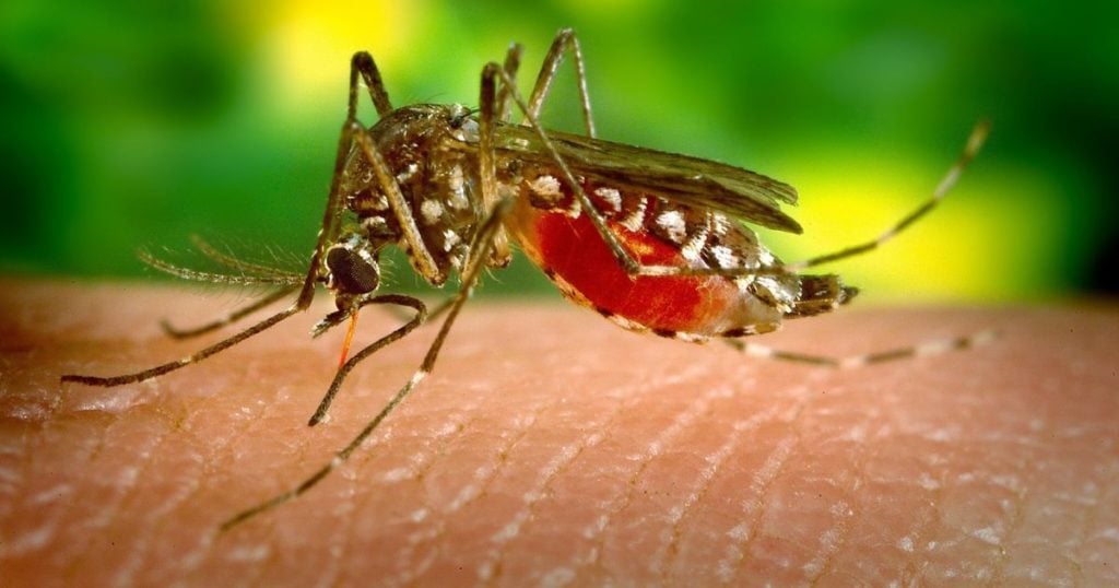 malaria italia