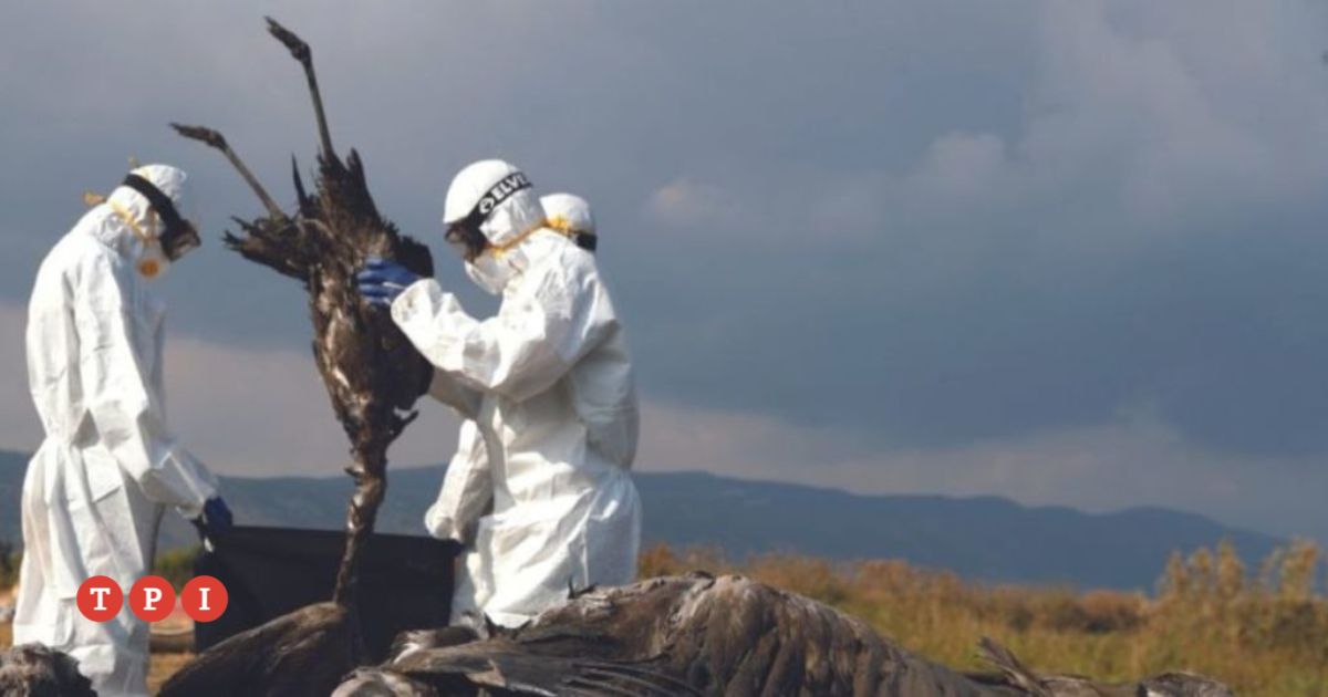 Allarme aviaria, il virus è mutato: “Presto si trasmetterà da uomo a uomo, il 2025 sarà il suo anno”