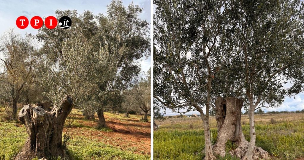 Xylella, la Regione Puglia: “Parziale ripresa degli ulivi, ma il futuro è l’olivicoltura intensiva”