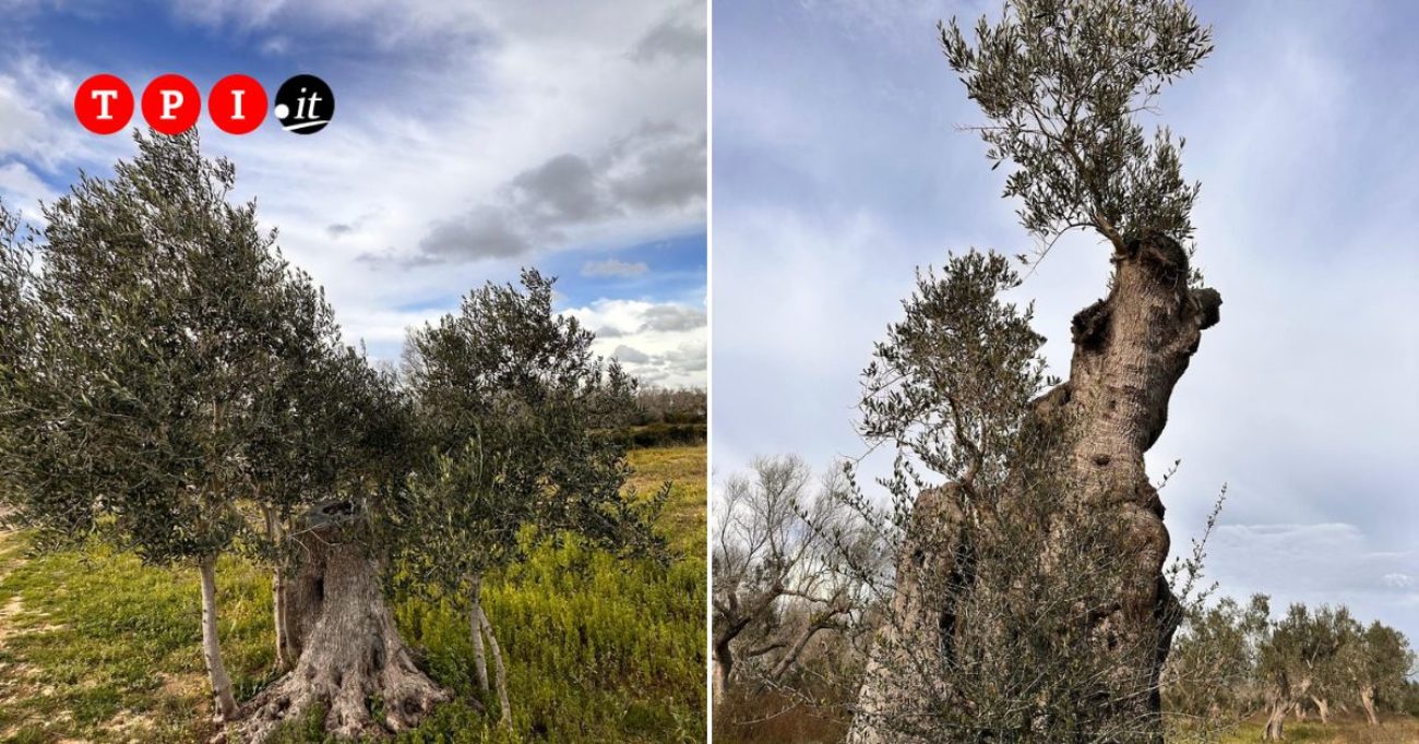 La rivincita degli ulivi del Salento: una storia di resistenza, rigenerazione e sfide ambientali